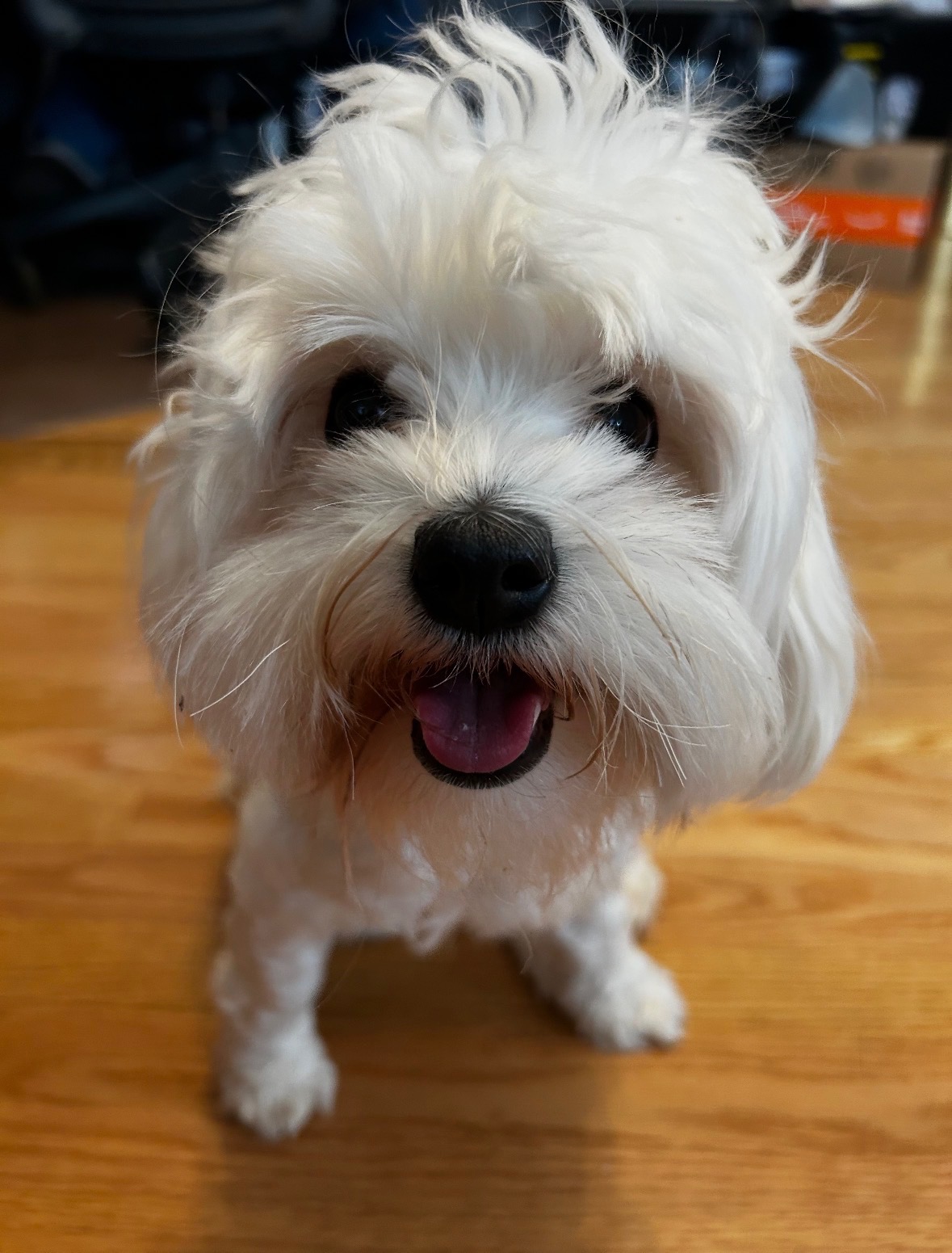 Dinkerdoodles