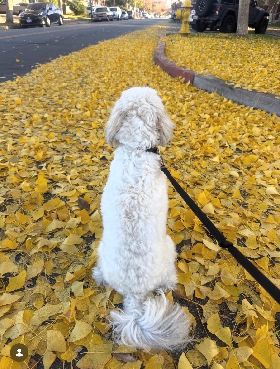 Frank