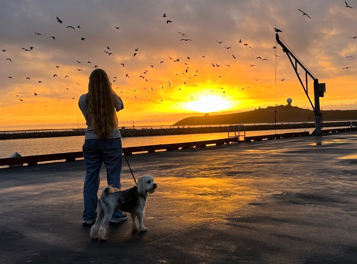 Löwchen at the harbor at sunset